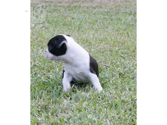 Boston Terrier κουτάβια (LUCY) για υιοθεσία